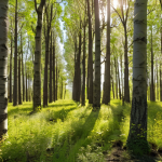 A meticulously managed carbon sequestration forest, showcasing diverse, fast-growing species such as **Poplar (Populus spp.)** and long-lived **Oak (Quercus spp.)**. The image emphasizes a scientific, strategic planting approach with healthy, rich soil and lush, vibrant foliage, transcending simple reforestation. Sunlight filters through dense canopies, highlighting the profound impact of well-planned ecosystems. High detail, natural lighting.